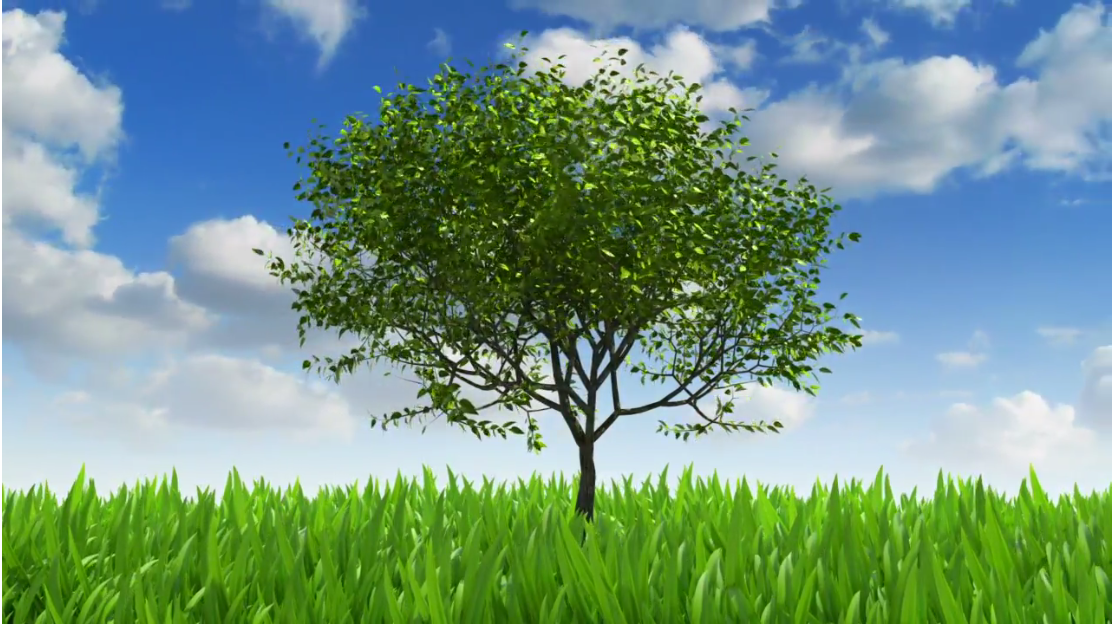 tree - Stability Wisdom